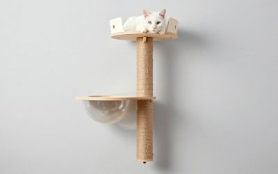 Best Designer Wall Mounted Cat Climbing Systems